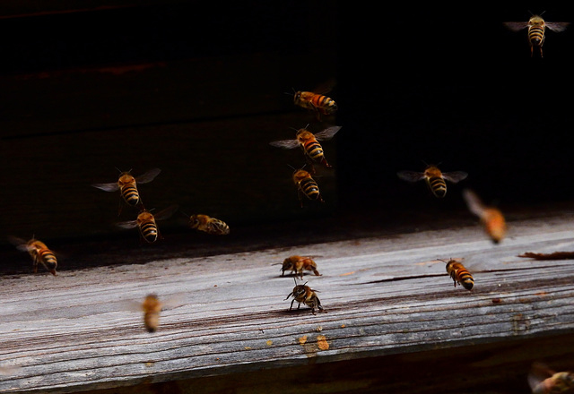 Ein Volk fliegt nach Hause :) PiP!