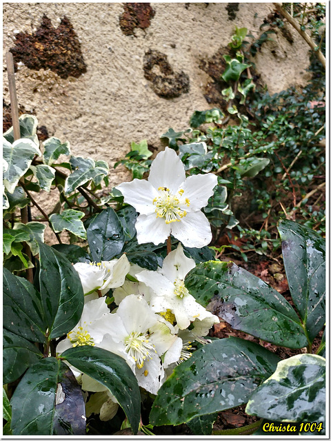 Floraison hivernale.