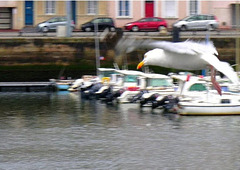 OUPS ... !!! ... pardon ... (Cherbourg)