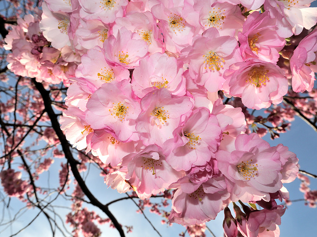 BELFORT: Fleurs de cerisiers 06
