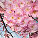 BELFORT: Fleurs de cerisiers 06