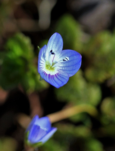 Veronica persica