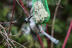 20150305 7092VRTw [D~RI] Schwanzmeise (Aegithalos caudatus), Rinteln