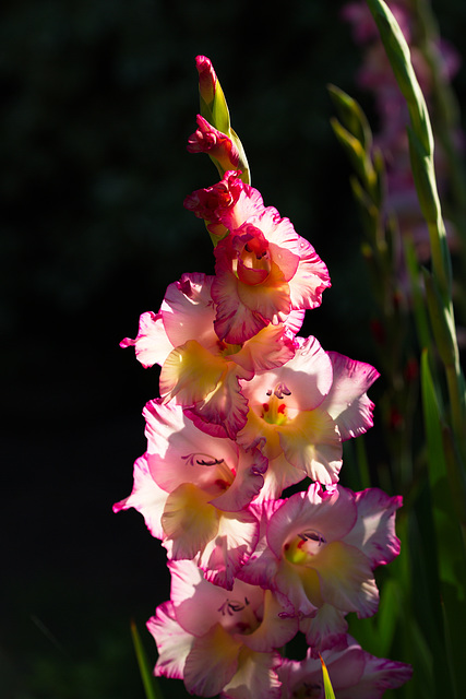 Gladiole