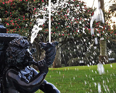 Albert Park fountain, late afternoon 3