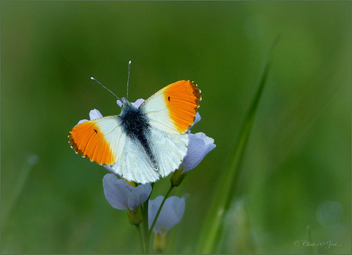 Orange tip ~ Oranjetipje (Anthocharis cardamines) ♂...