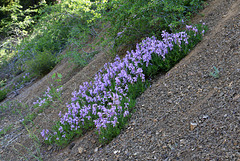 Douglas' Penstemon