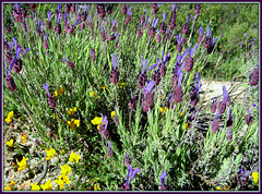 Wild lavender