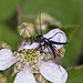 20110519 2674RAw [D~MI] Käfer, Großes Torfmoor, Hille