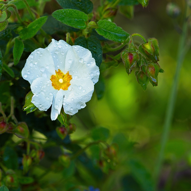 Cistus "Rock Rose"