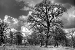 Woburn Park, Bedfordshire