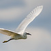 Little egret