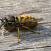 IMG 3149 Wasp