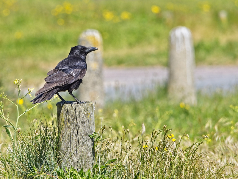 Crow on a Post