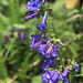 Wax-leaved Penstemon