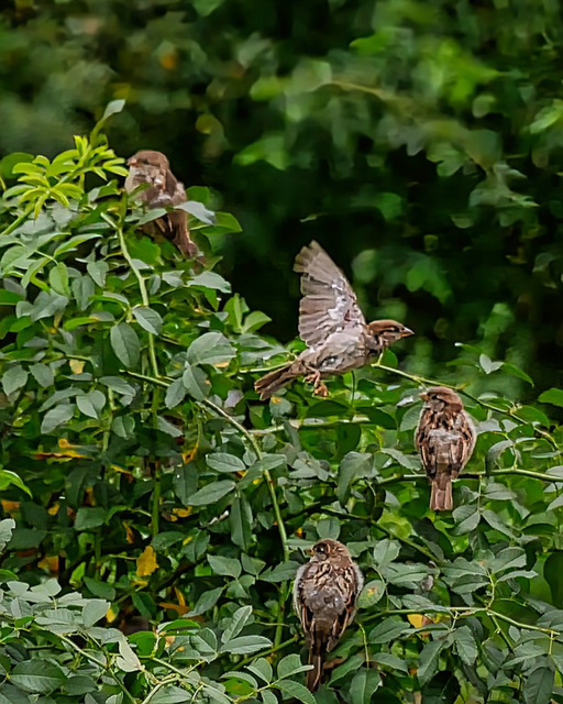 Spatz auf der Flucht