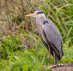 Heron