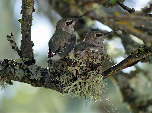 May 13 Babies in nest