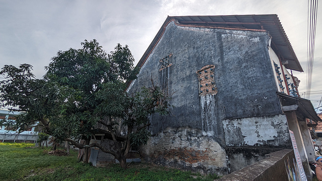 Arbre et façade usée / Tree and worn facade