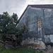 Arbre et façade usée / Tree and worn facade