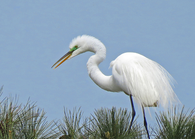 Great Egret in Breeding Plumage