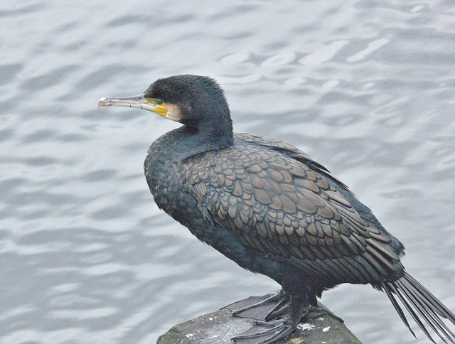 IMG0015Cormorant