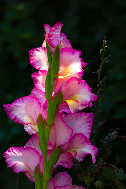 Gladiole im Morgenlicht