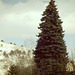 Colorado blue spruce