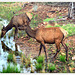 Elk females - Alci femmine