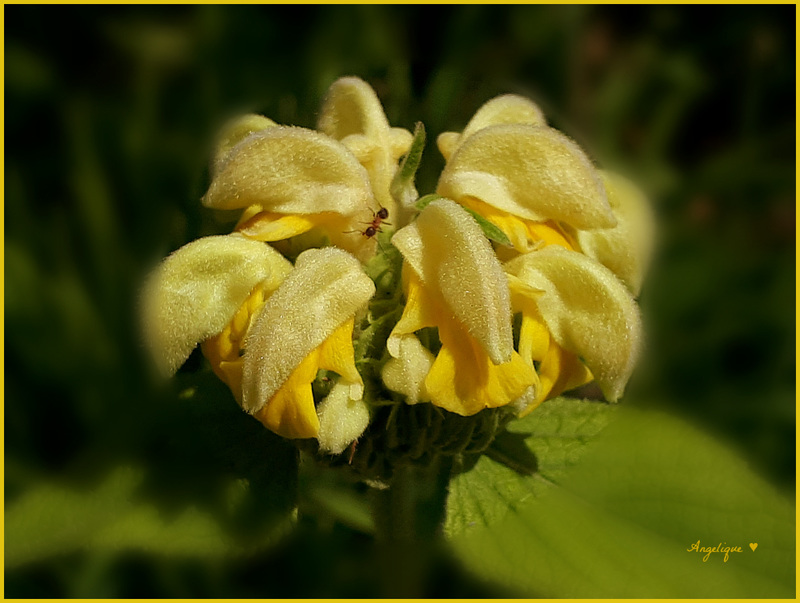 Phlomis fruticosa - Sauge de Jérusalem