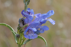 Douglas' Penstemon