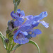 Douglas' Penstemon