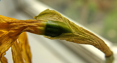 Dead Daff!!