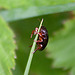 20110519 2678RAw [D~MI] Käfer, Großes Torfmoor, Hille-1