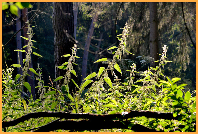 Forest flowers