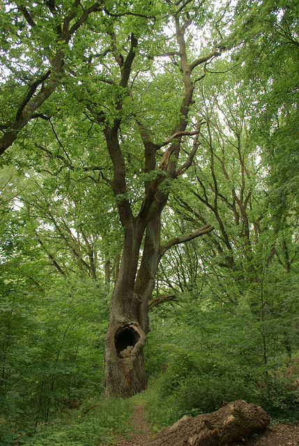 alte Eiche im Bäketal