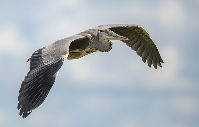 Grey heron