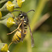 IMG 3158 Wasp