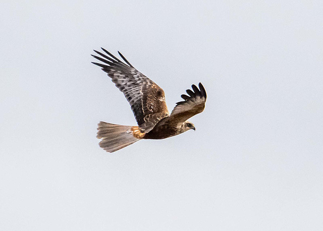 Marsh harrier