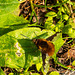 Bee fly
