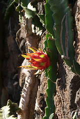 Lanzarote, Jardin de Cactus Lanzarote, Jardin de Cactus