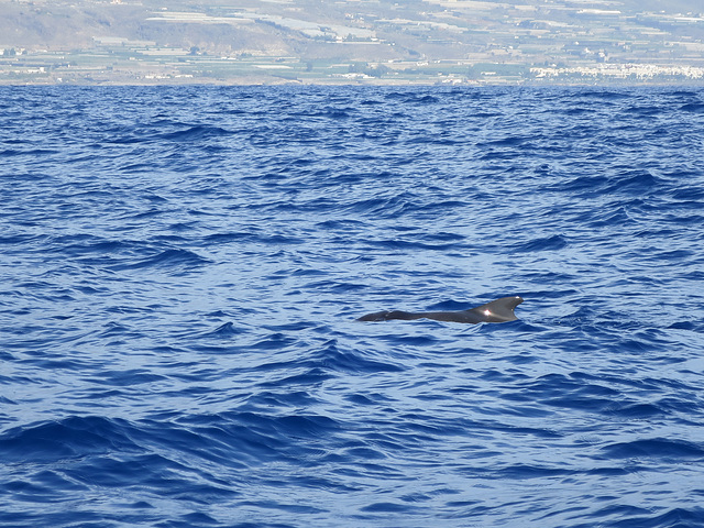 Pilot Whale