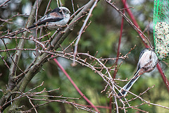 20150305 7094VRTw [D~RI] Schwanzmeise (Aegithalos caudatus), Rinteln