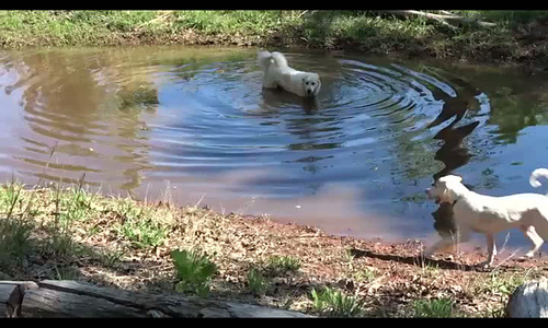 Ipernity Nerys Celt And Saxons First Pond 6th May 2018 By Pam J