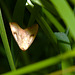 Moth IMG_1431