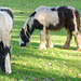 Country House ponys