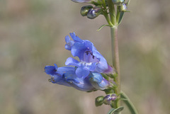 Douglas' Penstemon