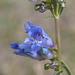 Douglas' Penstemon