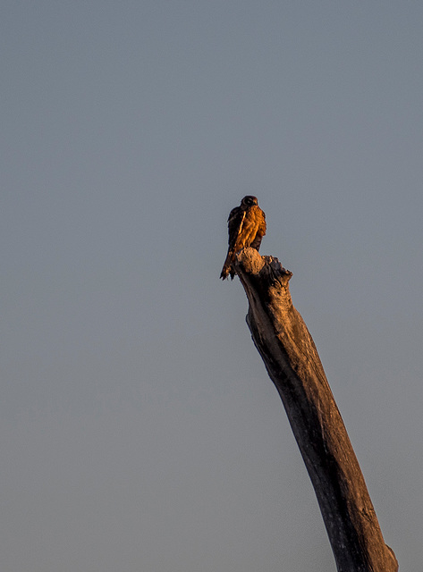 A hawk in the morning