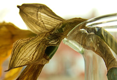 Dead Daff!!